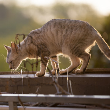 猫