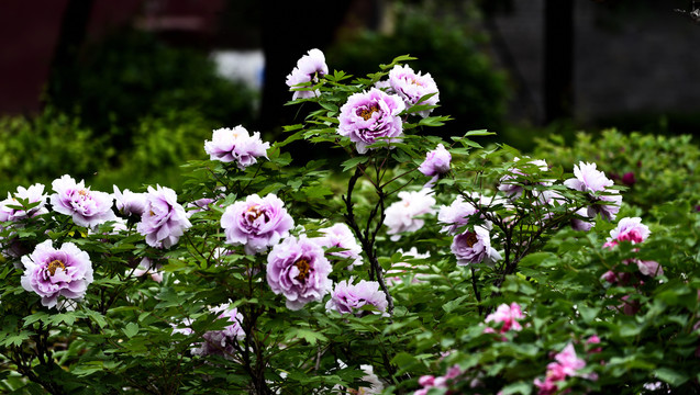 牡丹花开春天又来