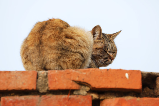 熟睡的猫