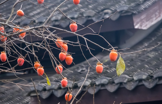 黄柿子