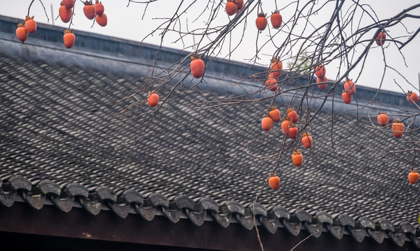 屋檐上的柿子