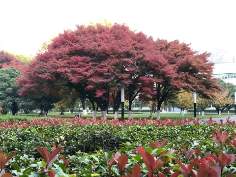 红枫树园林