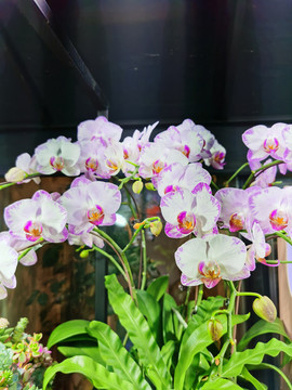 牵牛花