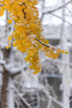 下雪天的银杏树