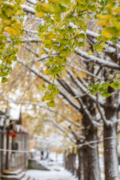 下雪天的银杏树