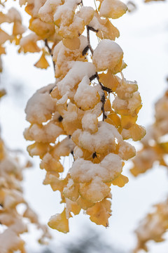 雪天的银杏叶