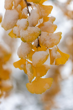 雪天的银杏叶