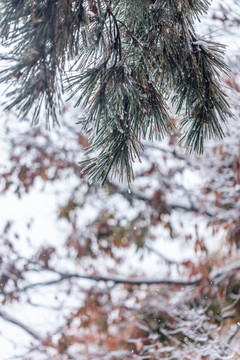 雪天枝叶