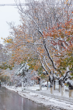 雪天枝叶