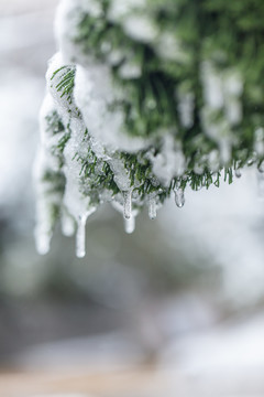 雪天枝叶