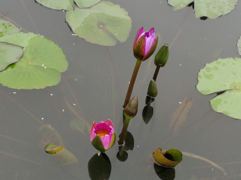 紫色荷花花苞