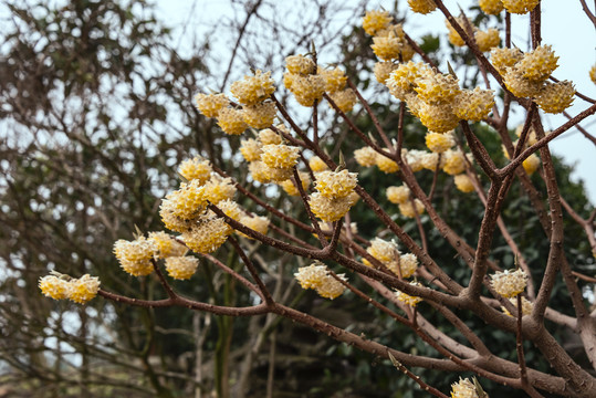 漂亮的梦花