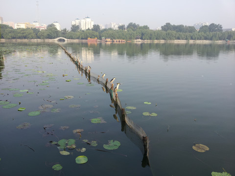 大明湖风光湖中鸟