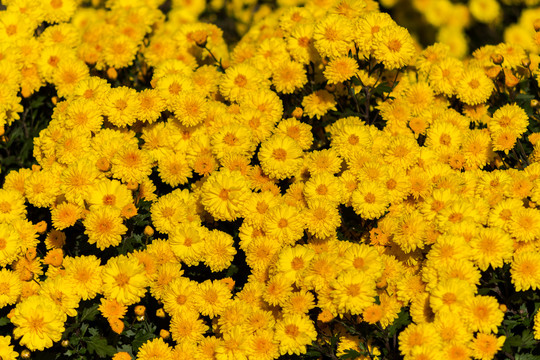 菊花