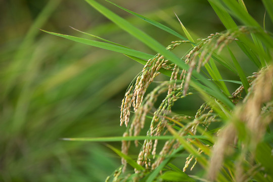 茂盛生长颗粒即将饱满的水稻特写