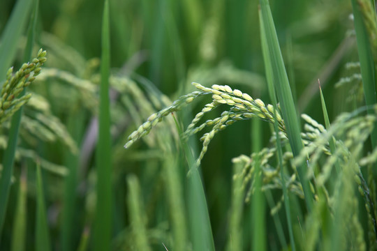 水田里即将成熟的水稻稻穗特写