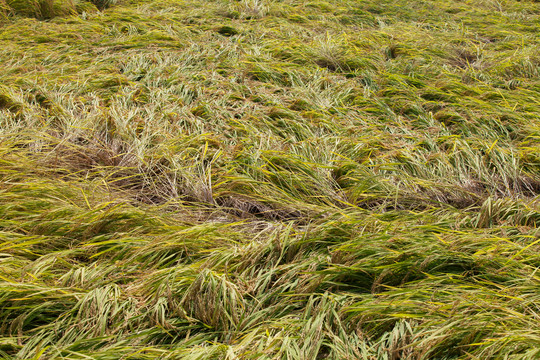 大风后稻田里大面积倒伏的水稻