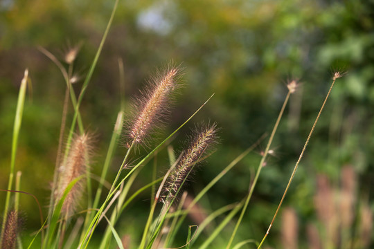 北方公园野地里的绿植狼尾草