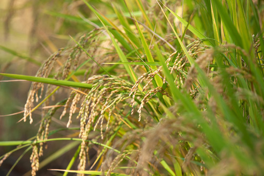 即将成熟的农作物水稻
