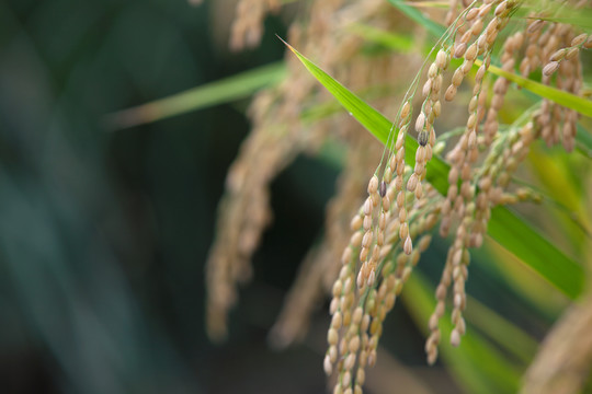 户外水田里的水稻稻穗特写