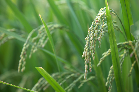 稻田里即将成熟的水稻