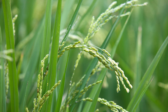 农村稻田里稻穗饱满的水稻
