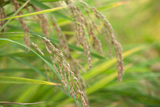 即将丰收的季节里田里饱满的水稻