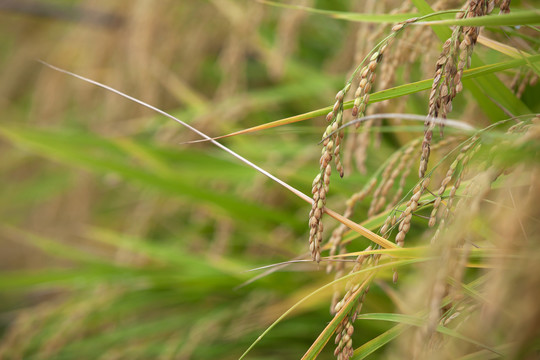 即将丰收的季节里田里饱满的水稻