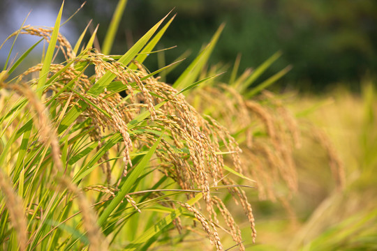 中国主食之一的稻米生长在田地里