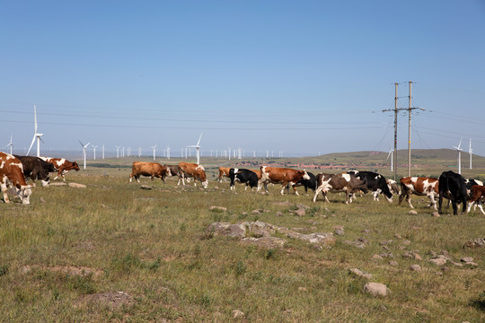 秋季牧场上成群的牛在吃草