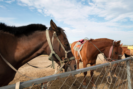 户外旷野马圈里养殖的马匹