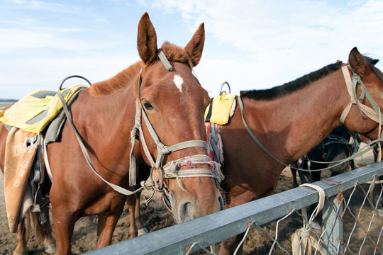户外旷野马圈里养殖的马匹