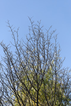 秋天树枝
