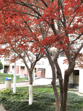 红枫树秋景