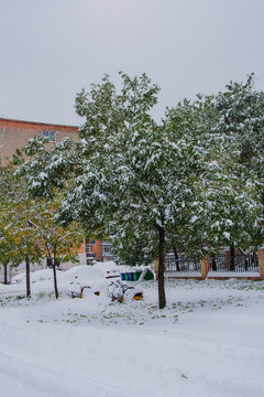 挂雪的树与雪地