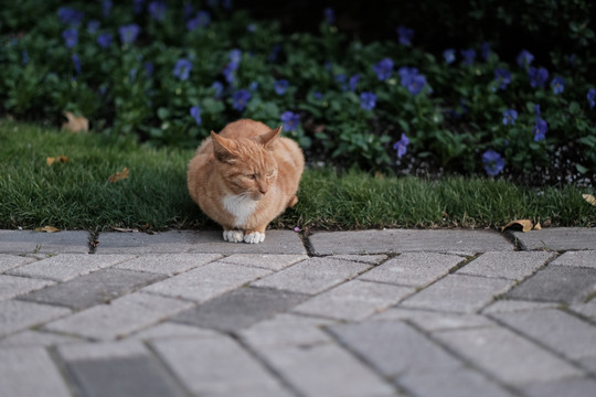 橘猫