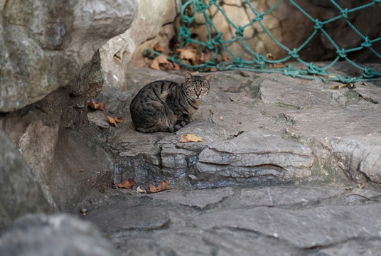 流浪猫