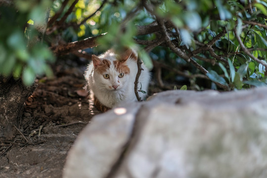 流浪猫