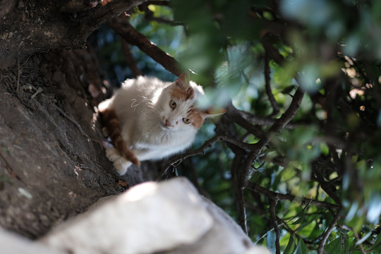 公园里的流浪猫