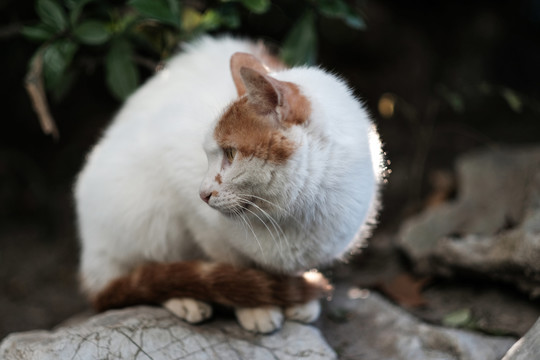 公园里的流浪猫