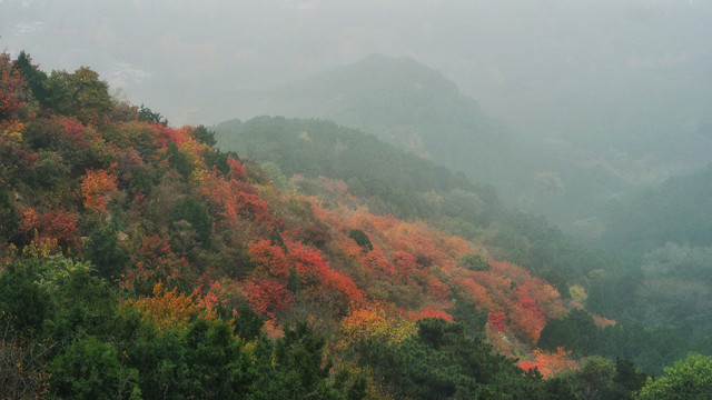 香山红叶