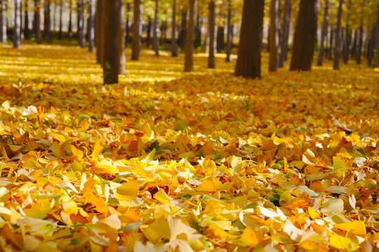 树林里秋天金黄落叶