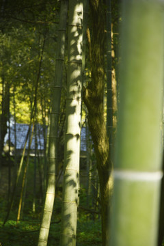 竹子上的光影