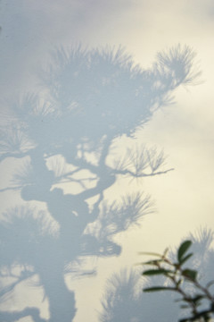 松树盆景光影