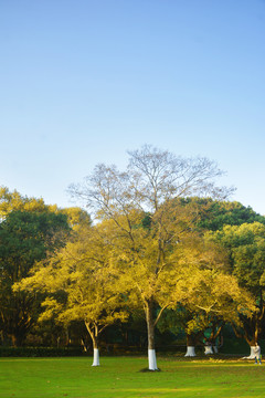 两棵唯美小树