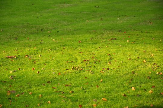 满地落叶的草坪
