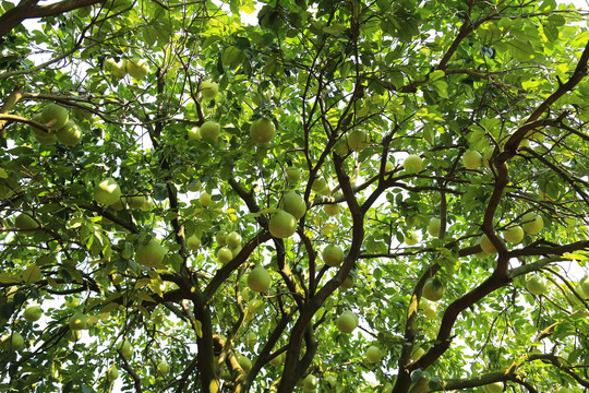 柚树林