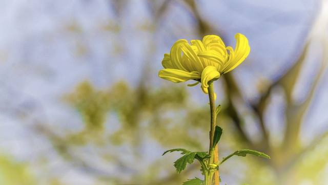 秋菊