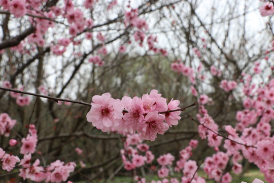 鲜花樱花