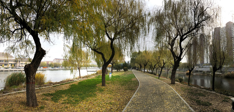 园林公园树木步道秋季风景